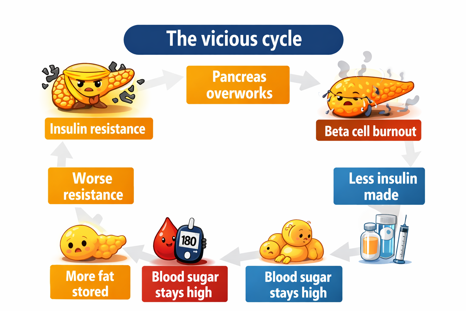 Infographic showing the vicious cycle of insulin resistance where pancreas overworks, beta cells burn out, less insulin is produced, blood sugar stays high, more fat is stored, and insulin resistance worsens. this explains the what is type 2 diabetes? and help us to understand the vicious cycle involved in it